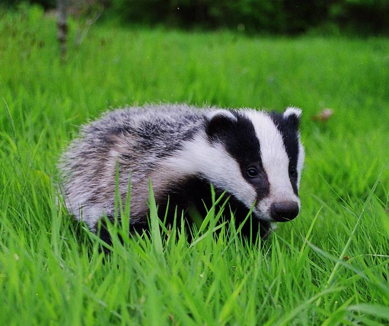 Louth IFA sees formalising badger vaccination “next logical step” in eradicating TB