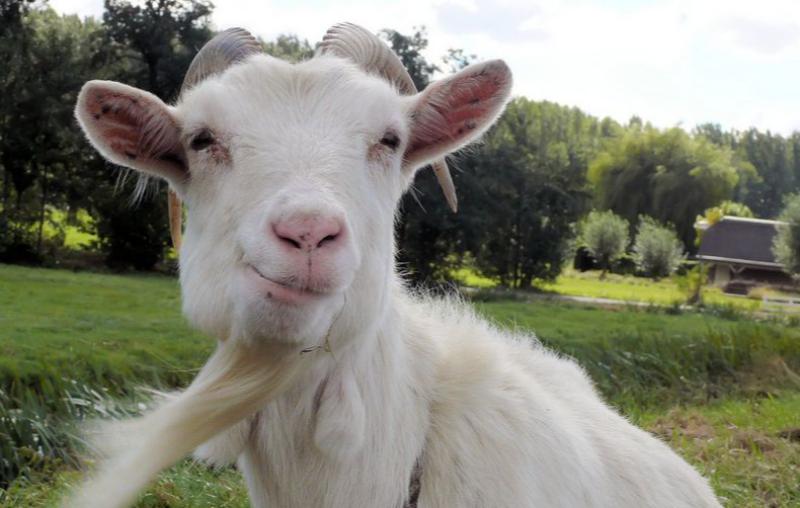 The strange affair of 'Paddy McGinty's Goat'-Peter Kavanagh's Trip Through Time