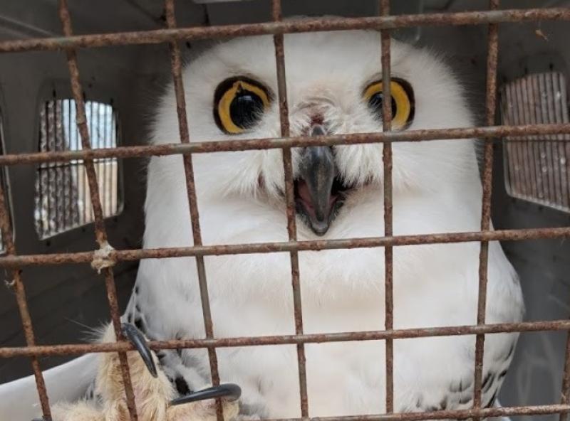 Louth SPCA in urgent appeal for funds following removal of animals from petting farm
