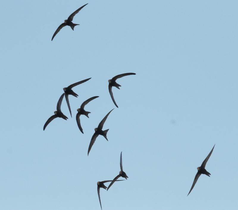 Survey underway in Monaghan to locate nest sites of the endangered Swift