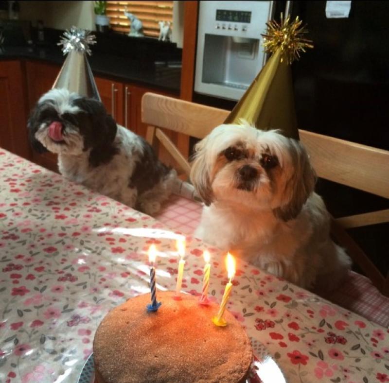 "I love my dogs Bella and Bailey so deeply I can&rsquo;t stand it" 