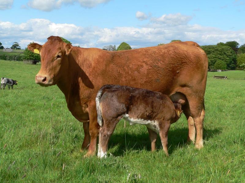Louth suckler farmers urged to apply for Beef Environmental Efficiency Pilot