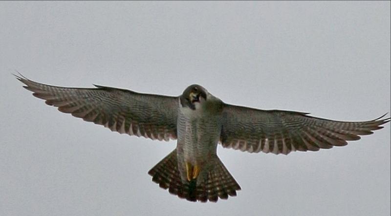 'Many years before call of peregrines returns to Cooley mountains'
