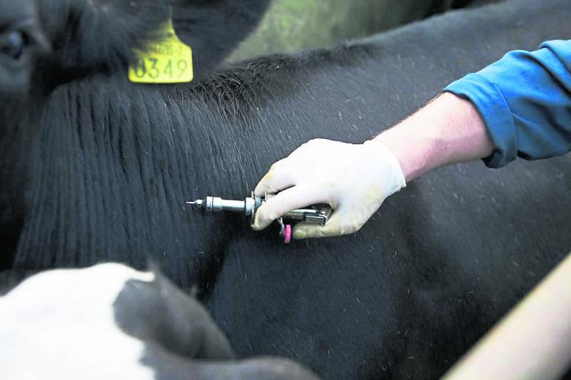 Monaghan ICSA holding meeting to discuss TB issue