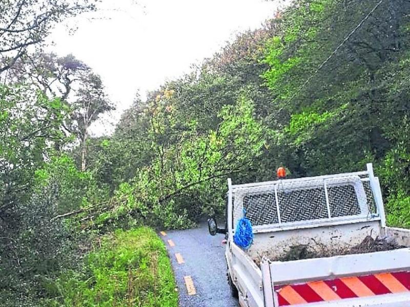 Louth County Council issue tree and hedge cutting notice reminder to landowners