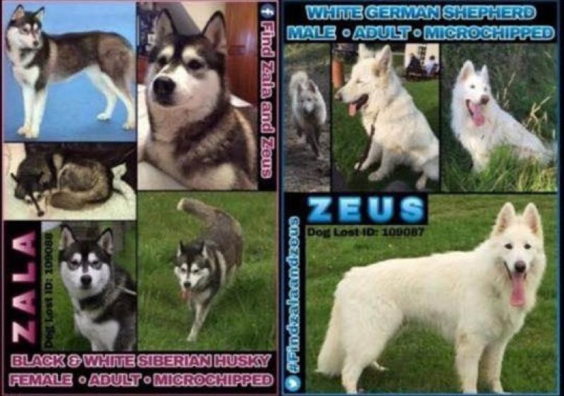 Help sought in search for dog stolen in UK and last seen in Dundalk