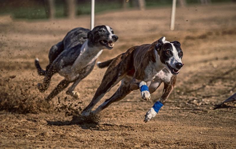 Early morning greyhound racing to begin in Waterford