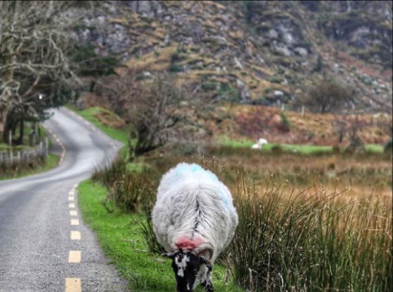 REPORT Sheep loose on road in Carlingford Louth Live