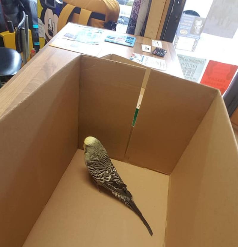Dundalk shop owner makes appeal for owner after budgie found in back of shop