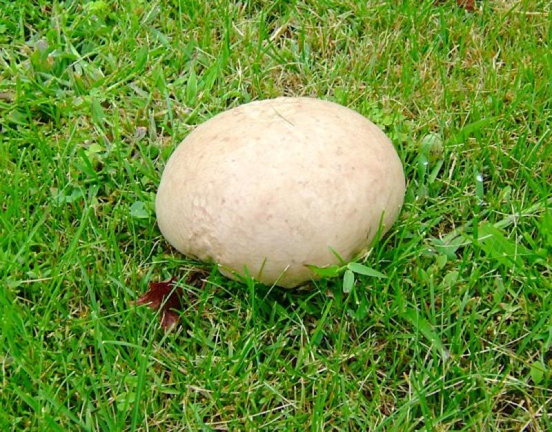 Trip Through Time: Gathering mushrooms in Dundalk