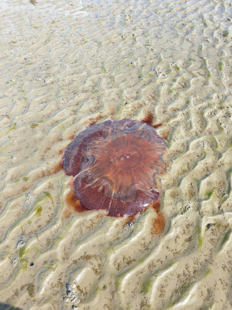 Dangerous Lion's Mane jellyfish washed up on Blackrock beach