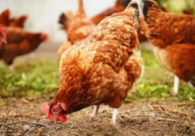 Third case of bird flu confirmed in North East