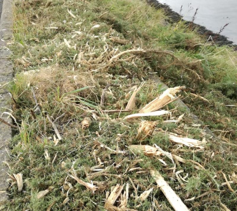 Dundalk Tidy Towns slams destruction of hundreds of newly planted trees at Navvy Bank