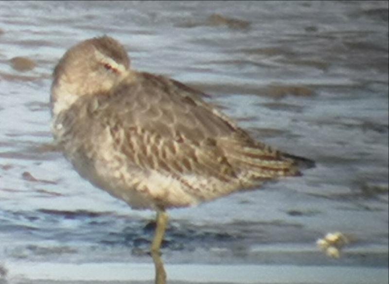 Rare bird swept to Dundalk from US by hurricane, says local bird expert