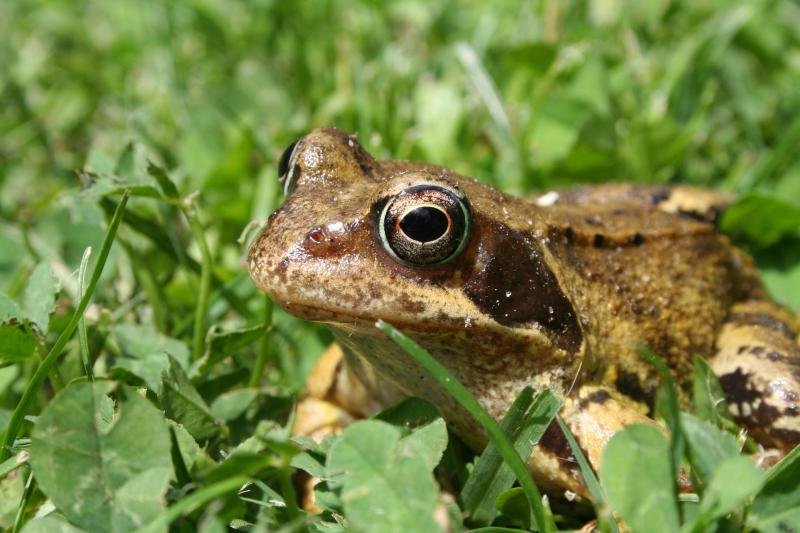 IPCC - 'Have all the frogs disappeared in Louth? '