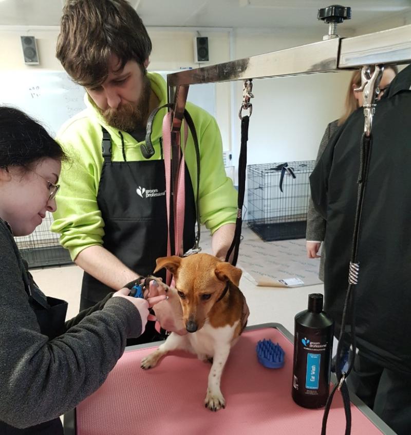 PICS: O’Fiaich students give dogs at Dundalk Dog Rescue a Christmas pampering session