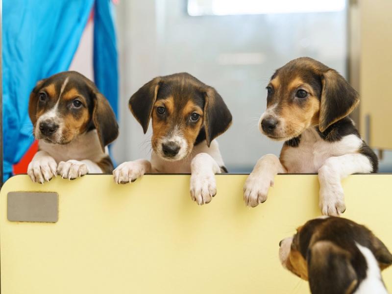 Louth County Council advice dog owners how to keep their pets safe this Halloween
