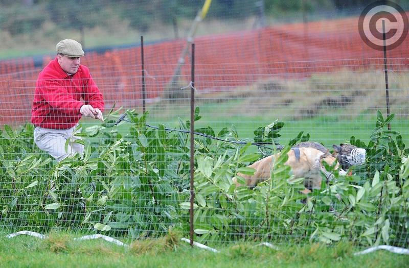 Jones and Callan kennels are again among the St. Stephen's Day coursing winners in Dromiskin