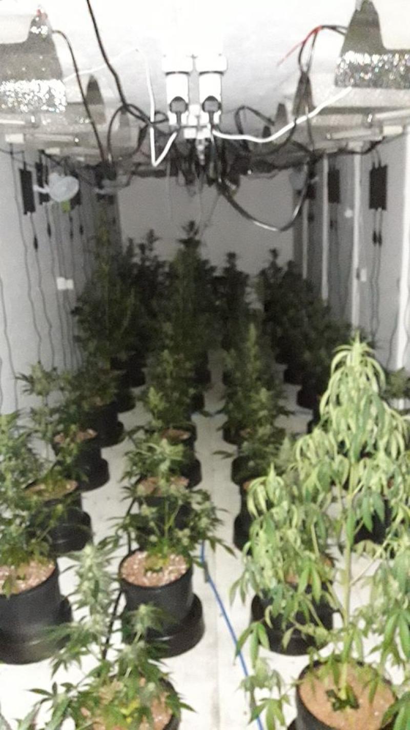 Carrickmacross gardaí arrest man (20s) following €100,000 cannabis seizure