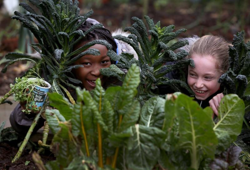 Louth primary schools invited to apply for free growing kits and join the 2020 Big Grow