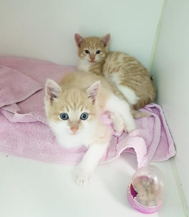 Local vets thank Dundalk-based PetSafe for donation to help stray cats 