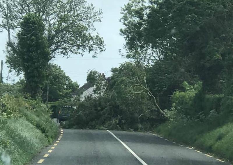 BREAKING: Downed tree blocking road outside Dundalk
