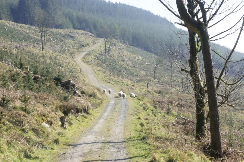 Tragic end to pony rescue attempt in Louth forest