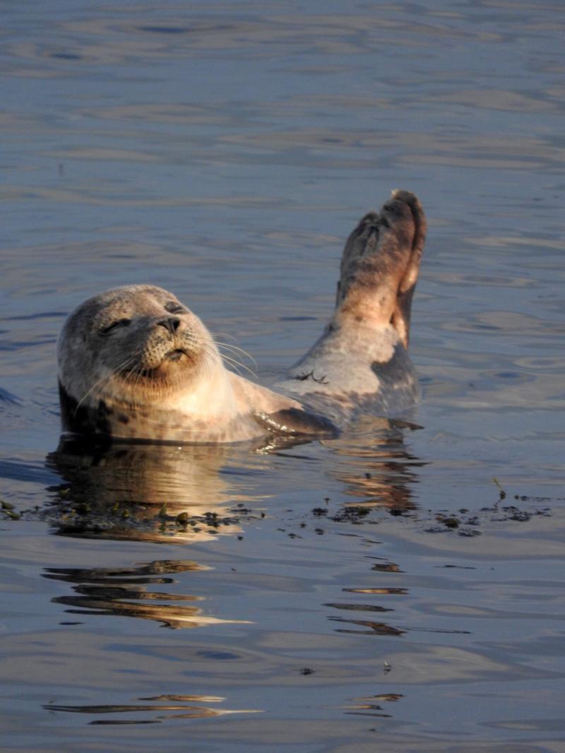 Warning to Louth public not to approach seals  