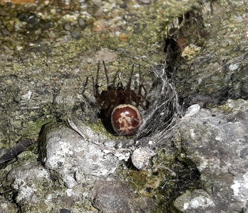 Irish False widow spider bite nastier than previously thought 