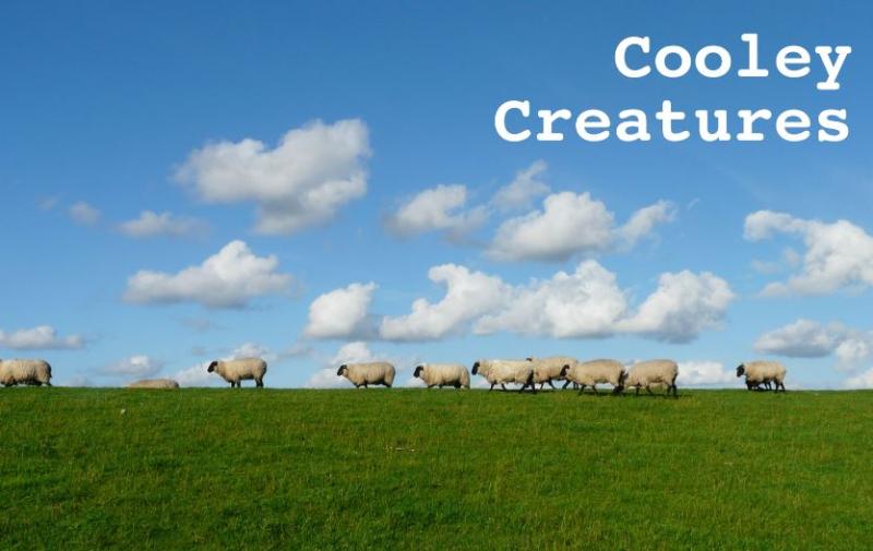 New six-part series Cooley Creature to air today