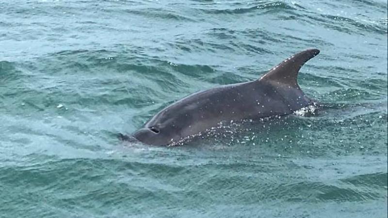 Carlingford Lough's 'Finn' the dolphin is officially named after online poll