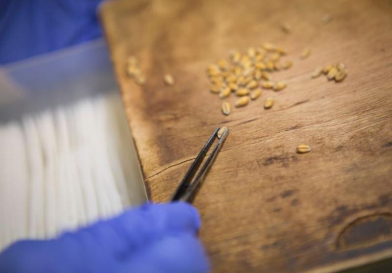 Warning issued to people who receive mysterious seeds in the post 