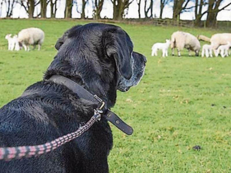 Louth dog owners urged to be responsible this lambing season 