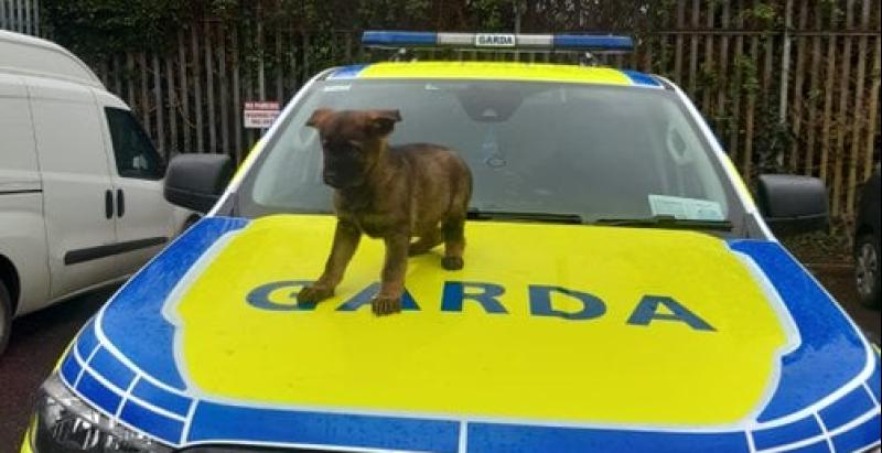 Cute crime fighter as puppy joins garda dog unit 