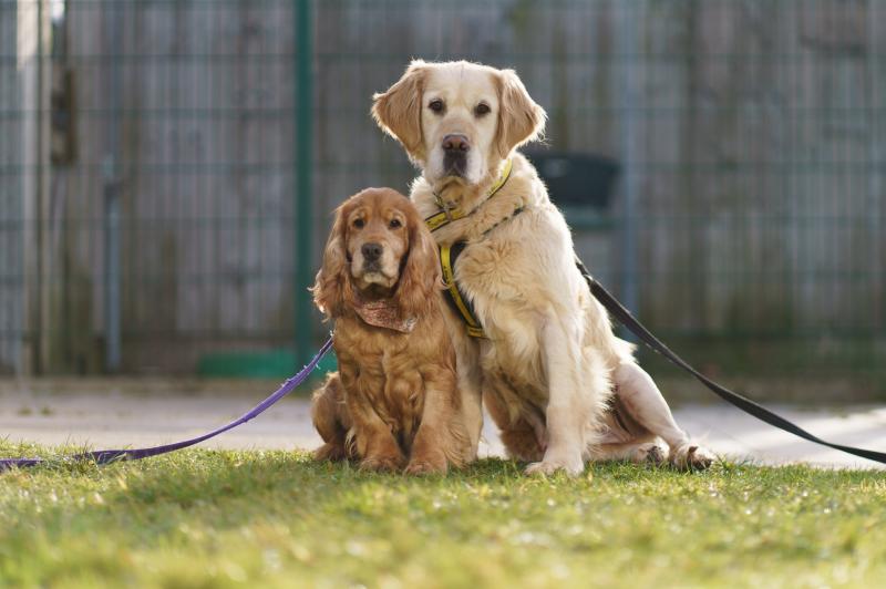 Inseparable pair find forever home together in time for Valentine's Day 