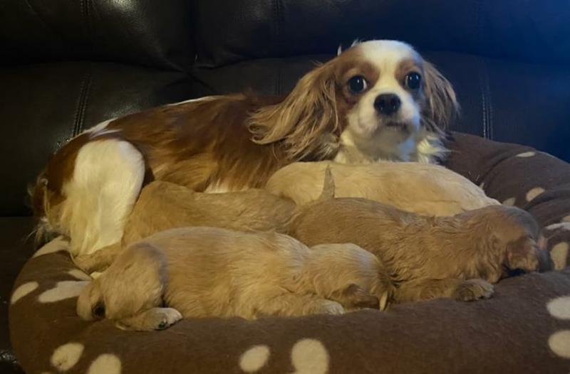 Gardai appeal for information after mother and pups stolen