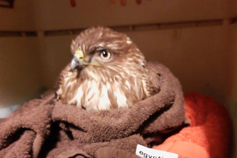 GoFundMe campaign launched to Save Louth&rsquo;s injured birds of prey