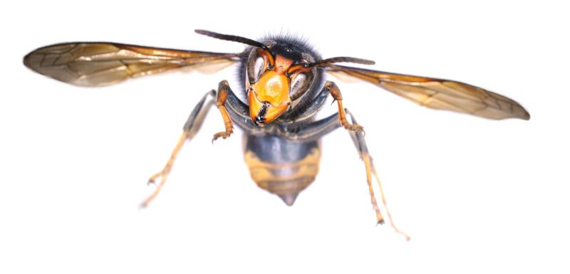 WARNING: 'Circumstances not known,' Asian Hornet detected in Ireland for first time