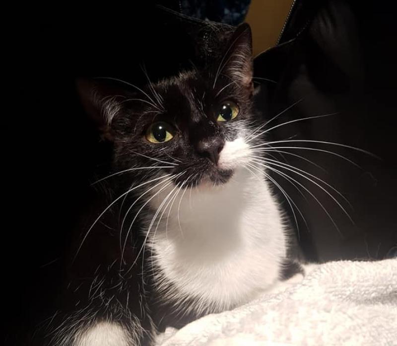 Cat rescued from bag after being dumped in a ditch near Xerox