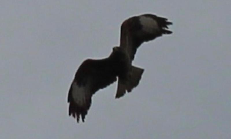 Ravensdale runners urged to be cautious after buzzard attacks