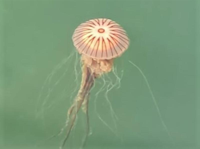 Know your jellyfish and what to do (or not do!) if you get stung on a
