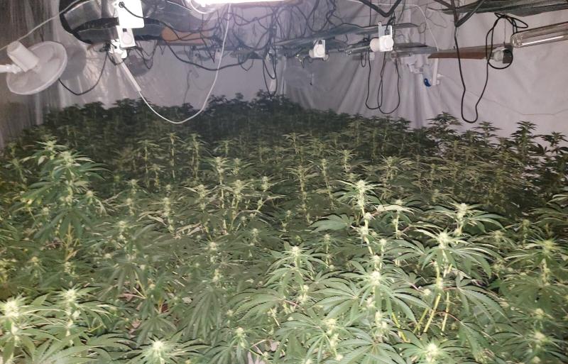 Louth Cannabis seizure