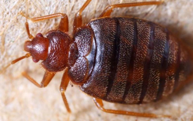 WARNING: returning holidaymakers urged to watch out for bed bugs