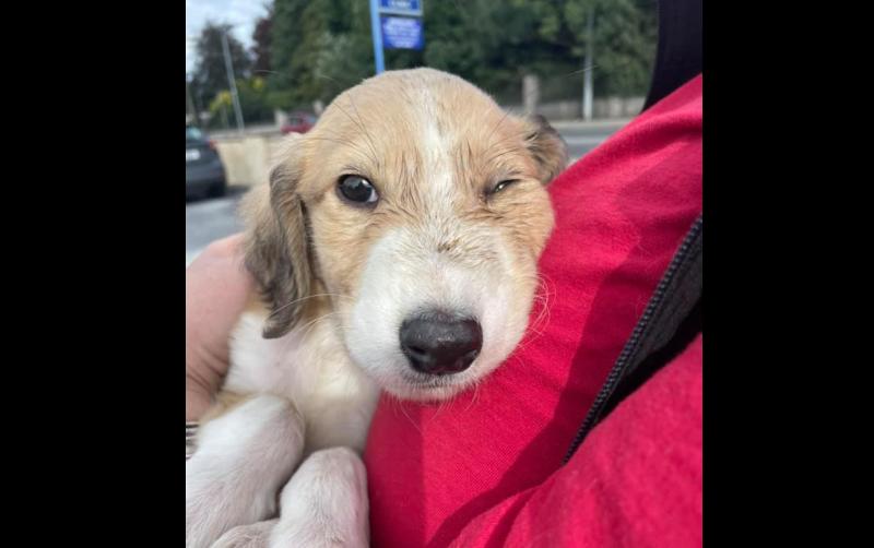 Puppy 'kicked around like a football' rescued by shelter and gardai