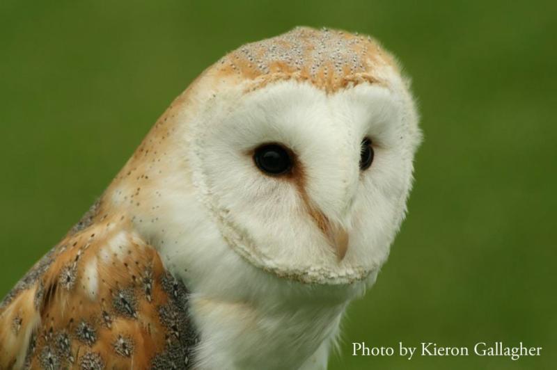 Louth Barn Owl project