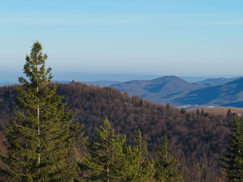 Garda&iacute; air patrols and checkpoints deployed to combat raids on Christmas tree farms 