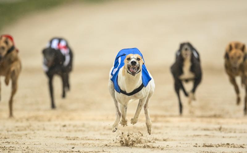This Weekend's Greyhound results from Dundalk Stadium 