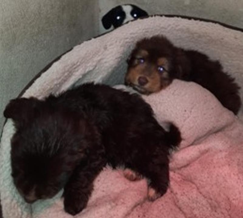 Litter of puppies arrives at Louth County Council dog pound