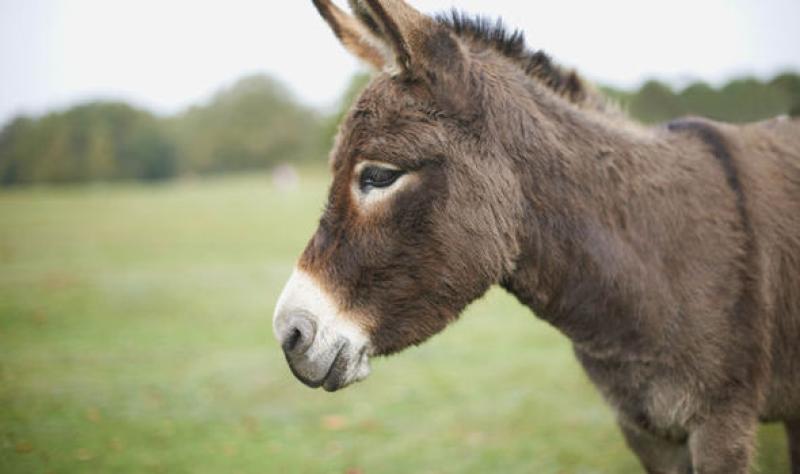 Louth public advised not to feed horses and donkeys without the owner’s permission