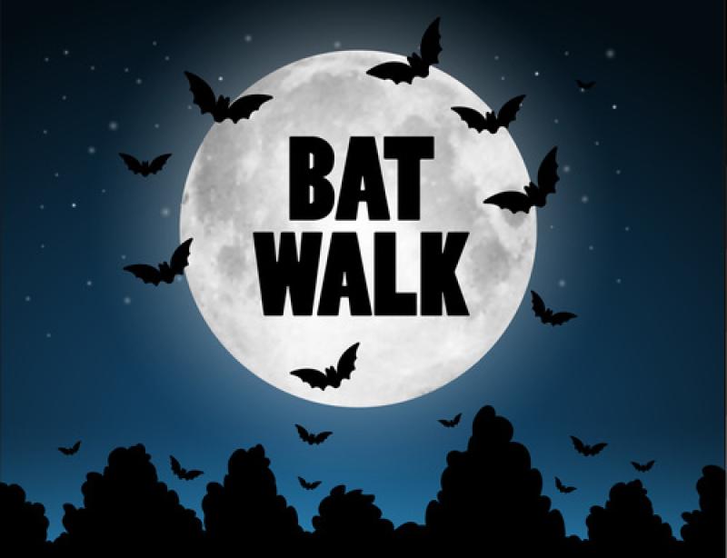 Bat Walk in Omeath among local events in National Biodiversity Week 2023